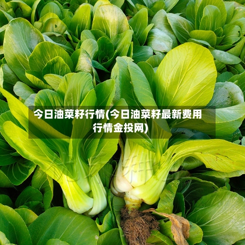 今日油菜籽行情(今日油菜籽最新费用行情金投网)