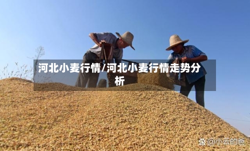 河北小麦行情/河北小麦行情走势分析