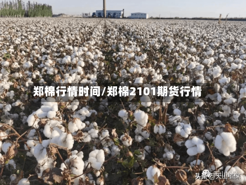 郑棉行情时间/郑棉2101期货行情-第3张图片