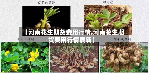 【河南花生期货费用行情,河南花生期货费用行情最新】