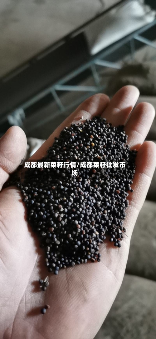 成都最新菜籽行情/成都菜籽批发市场