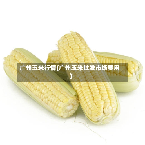 广州玉米行情(广州玉米批发市场费用)-第2张图片