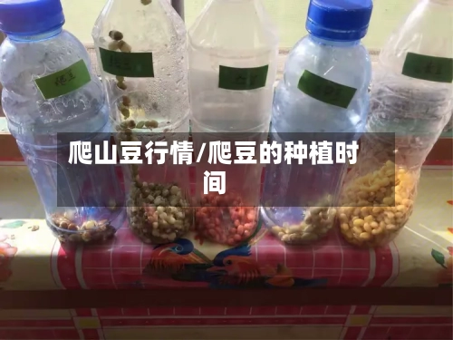 爬山豆行情/爬豆的种植时间
