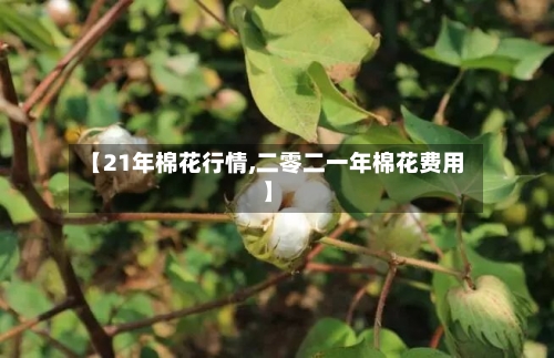 【21年棉花行情,二零二一年棉花费用】