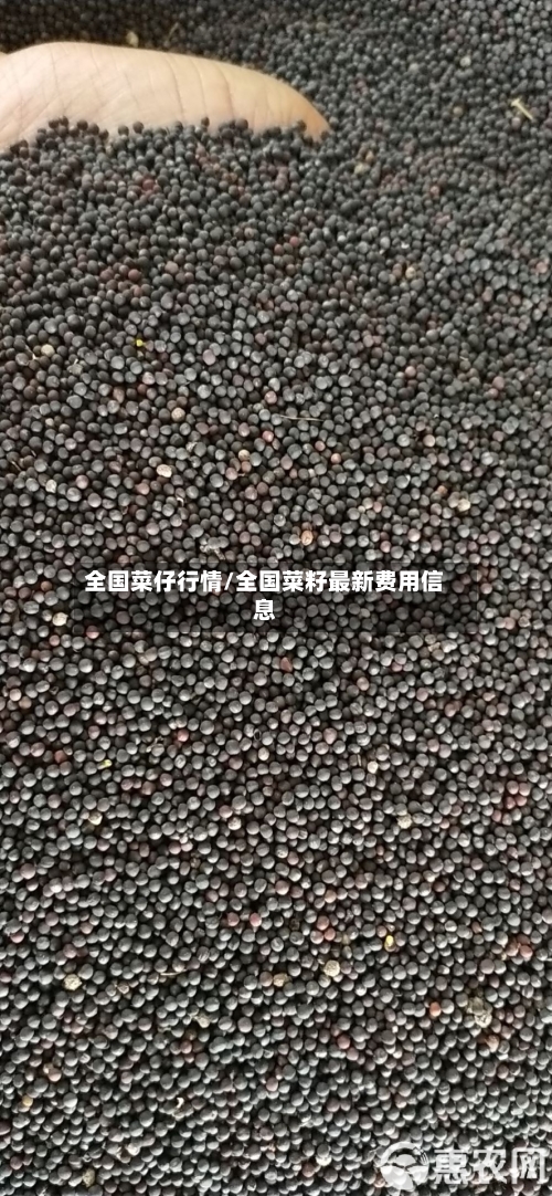 全国菜仔行情/全国菜籽最新费用信息-第3张图片