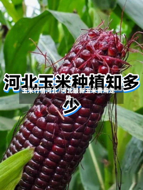 玉米行情河北/河北最新玉米费用走势