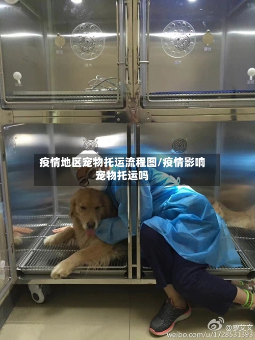疫情地区宠物托运流程图/疫情影响宠物托运吗