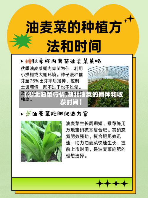 【湖北油菜行情,湖北油菜的播种和收获时间】