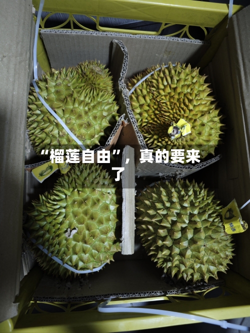 “榴莲自由”	，真的要来了-第2张图片