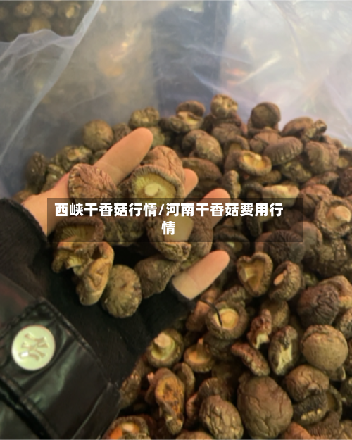 西峡干香菇行情/河南干香菇费用行情