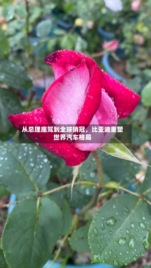 从总理座驾到全球销冠，比亚迪重塑世界汽车格局-第2张图片