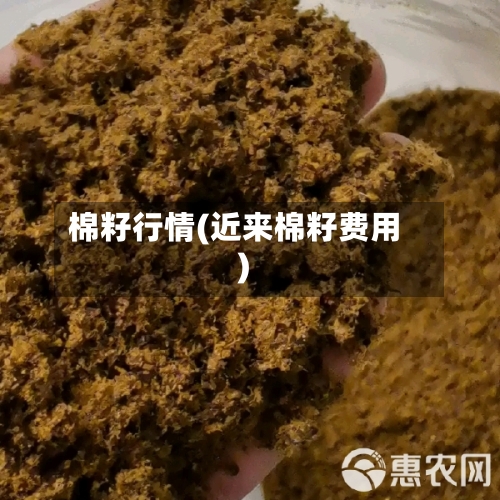 棉籽行情(近来棉籽费用)