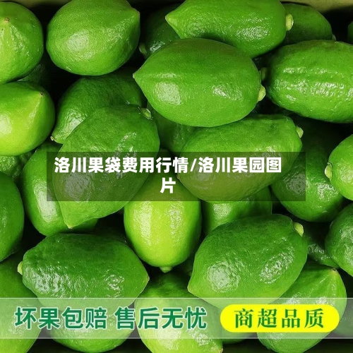 洛川果袋费用行情/洛川果园图片