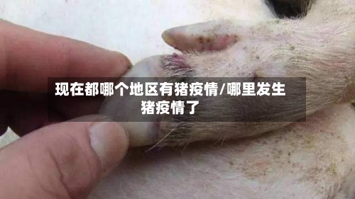 现在都哪个地区有猪疫情/哪里发生猪疫情了-第3张图片