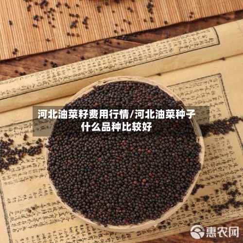 河北油菜籽费用行情/河北油菜种子什么品种比较好-第2张图片