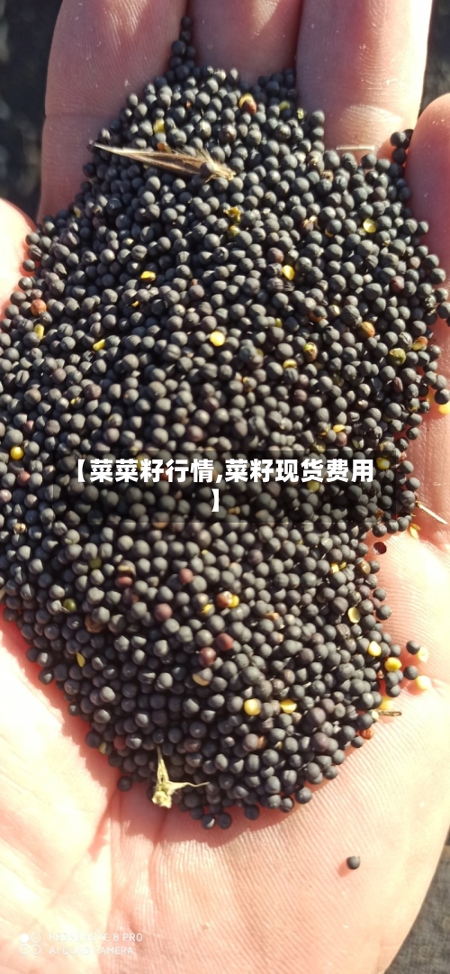 【菜菜籽行情,菜籽现货费用】-第2张图片