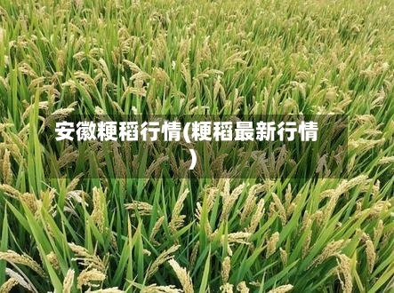 安徽粳稻行情(粳稻最新行情)-第2张图片