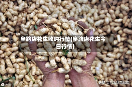 皇路店花生收购行情(皇路店花生今日行情)-第3张图片