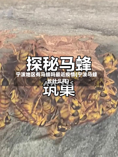 宁波地区有马蜂吗最近疫情(宁波马蜂长什么样)