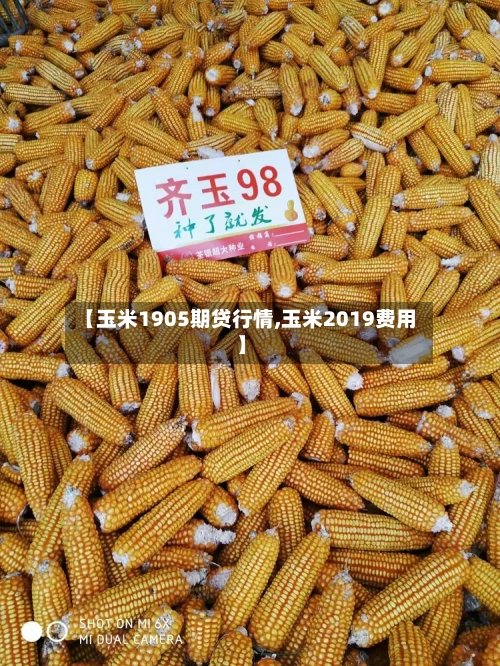 【玉米1905期贷行情,玉米2019费用】