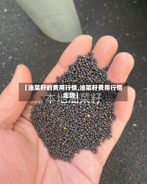 【油菜籽的费用行情,油菜籽费用行情走势】-第2张图片