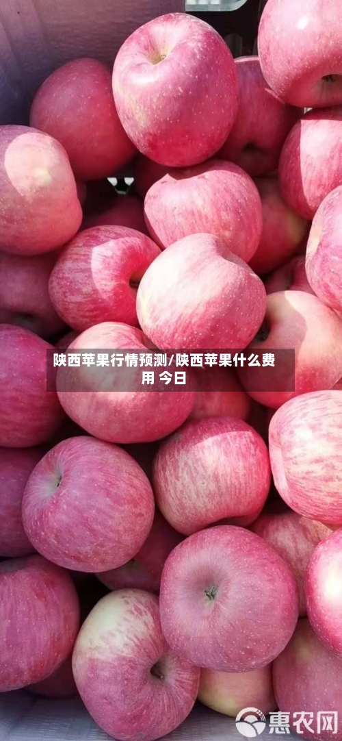 陕西苹果行情预测/陕西苹果什么费用 今日