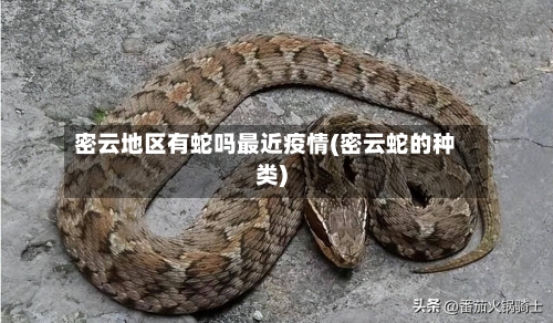 密云地区有蛇吗最近疫情(密云蛇的种类)