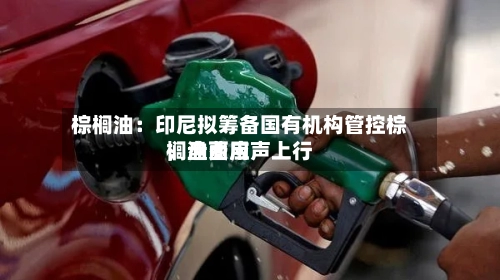 棕榈油：印尼拟筹备国有机构管控棕榈油费用	，盘面应声上行-第2张图片