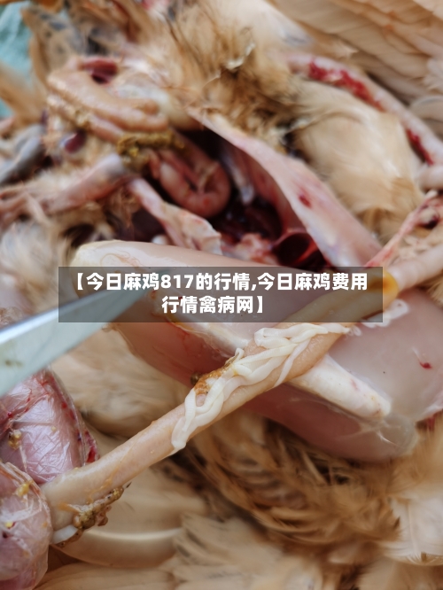 【今日麻鸡817的行情,今日麻鸡费用行情禽病网】