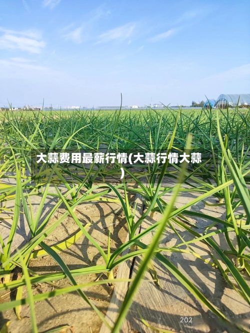 大蒜费用最薪行情(大蒜行情大蒜)