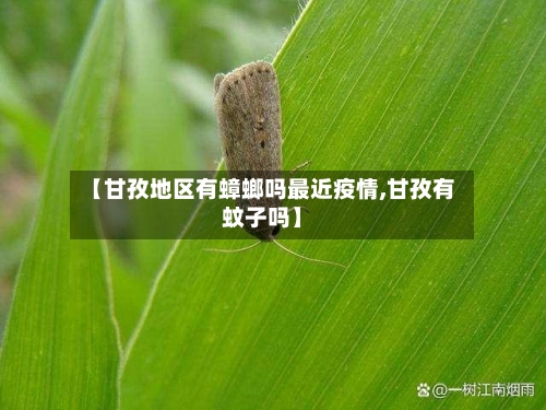 【甘孜地区有蟑螂吗最近疫情,甘孜有蚊子吗】-第2张图片