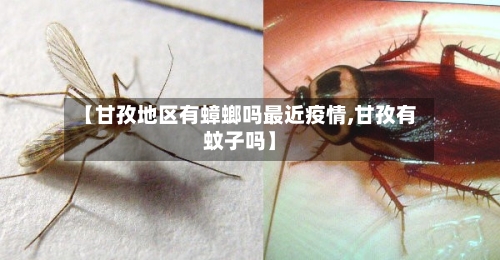 【甘孜地区有蟑螂吗最近疫情,甘孜有蚊子吗】-第3张图片