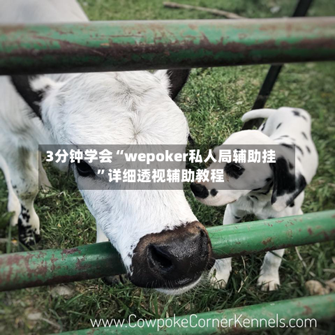 3分钟学会“wepoker私人局辅助挂”详细透视辅助教程-第3张图片