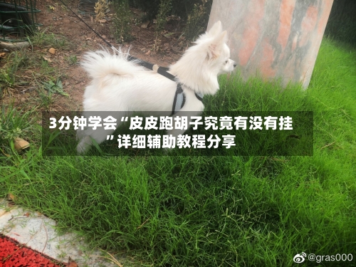 3分钟学会“皮皮跑胡子究竟有没有挂”详细辅助教程分享