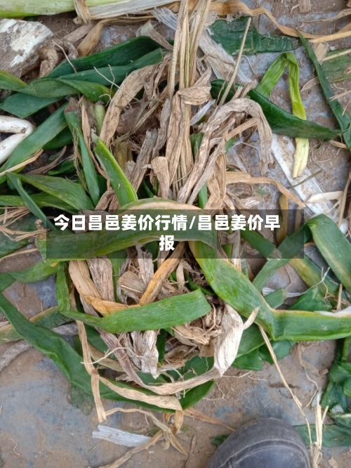 今日昌邑姜价行情/昌邑姜价早报