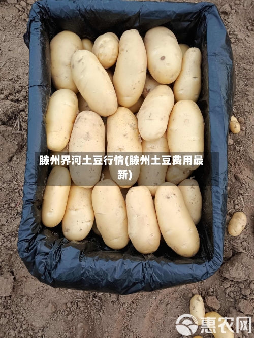 滕州界河土豆行情(滕州土豆费用最新)