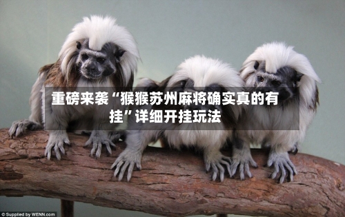 重磅来袭“猴猴苏州麻将确实真的有挂”详细开挂玩法-第2张图片