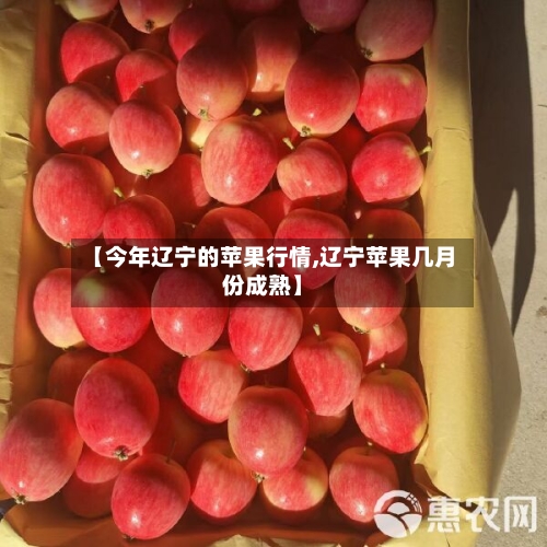 【今年辽宁的苹果行情,辽宁苹果几月份成熟】