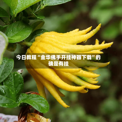 今日教程“金华佛手开挂神器下载”的确是有挂