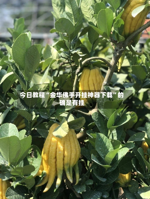 今日教程“金华佛手开挂神器下载”的确是有挂-第3张图片