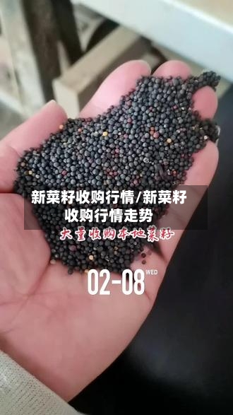 新菜籽收购行情/新菜籽收购行情走势-第3张图片