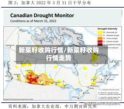 新菜籽收购行情/新菜籽收购行情走势