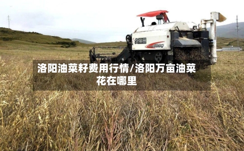 洛阳油菜籽费用行情/洛阳万亩油菜花在哪里-第3张图片