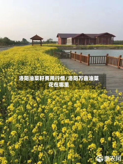 洛阳油菜籽费用行情/洛阳万亩油菜花在哪里-第2张图片