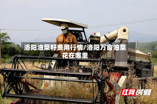 洛阳油菜籽费用行情/洛阳万亩油菜花在哪里