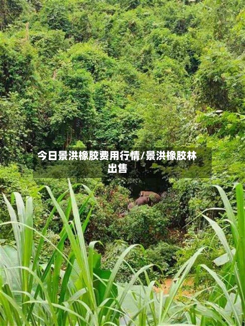 今日景洪橡胶费用行情/景洪橡胶林出售-第3张图片
