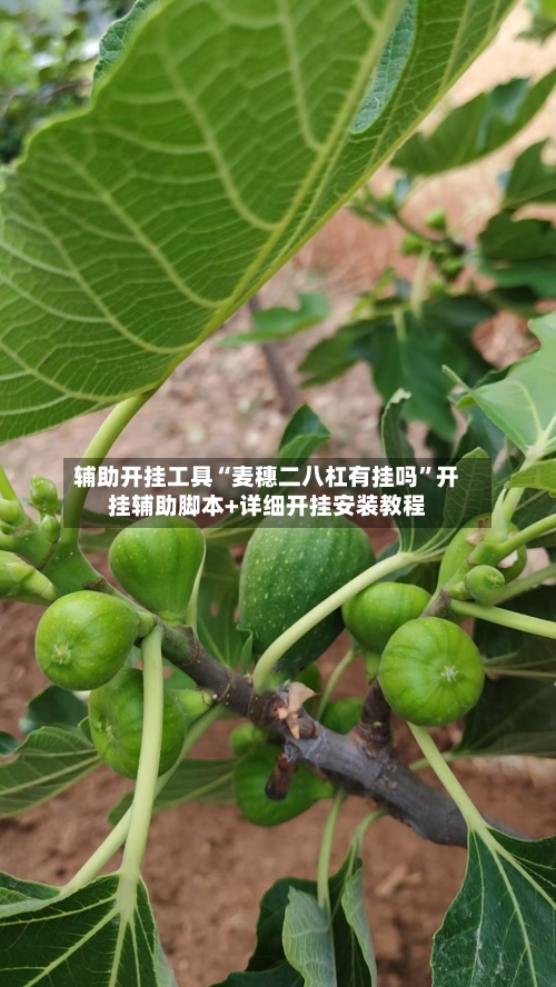 辅助开挂工具“麦穗二八杠有挂吗”开挂辅助脚本+详细开挂安装教程-第2张图片