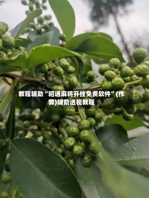 教程辅助“昭通麻将开挂免费软件”(作弊)辅助透视教程-第2张图片