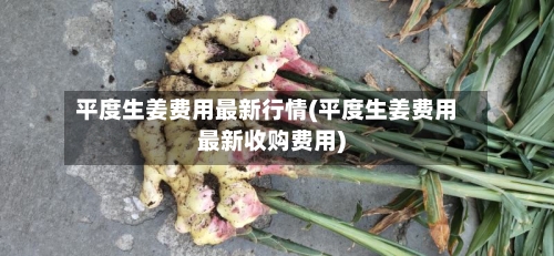 平度生姜费用最新行情(平度生姜费用最新收购费用)