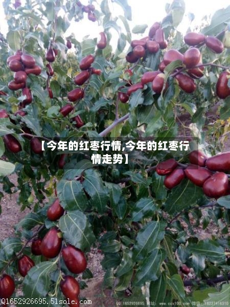 【今年的红枣行情,今年的红枣行情走势】-第2张图片